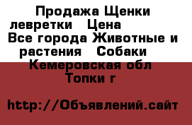 Продажа Щенки левретки › Цена ­ 40 000 - Все города Животные и растения » Собаки   . Кемеровская обл.,Топки г.